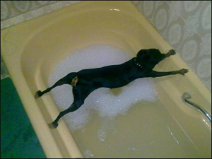 dog_bath